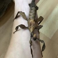 Phasme scorpion / extatosoma tiaratum