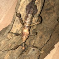 Phasme scorpion / extatosoma tiaratum #2