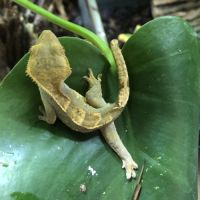 Correlophus ciliatus /gecko à crête