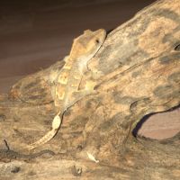 Correlophus ciliatus /gecko à crête #2