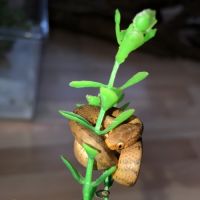 Pareas carinatus/serpent mangeur d’escargots