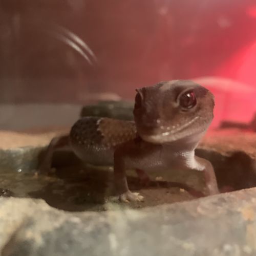 Gecko hemitheconyx caudicinctus #1