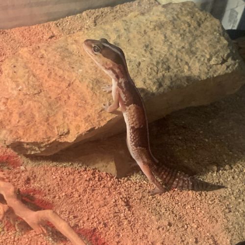 Gecko hemitheconyx caudicinctus #3