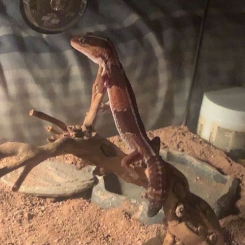 Gecko hemitheconyx caudicinctus #4