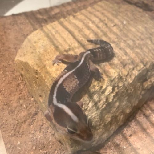 Gecko hemitheconyx caudicinctus #5