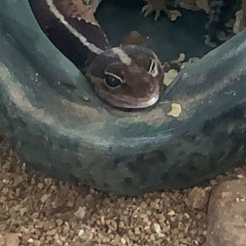 Gecko hemitheconyx caudicinctus #7