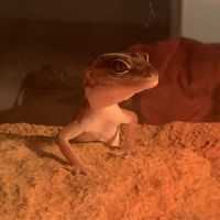 Gecko hemitheconyx caudicinctus