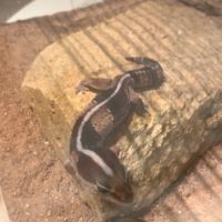 Gecko hemitheconyx caudicinctus #5