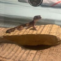 Gecko hemitheconyx caudicinctus #6