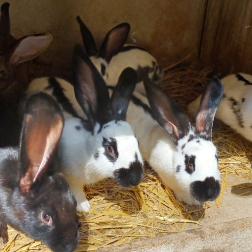 Lapins fermiers #1