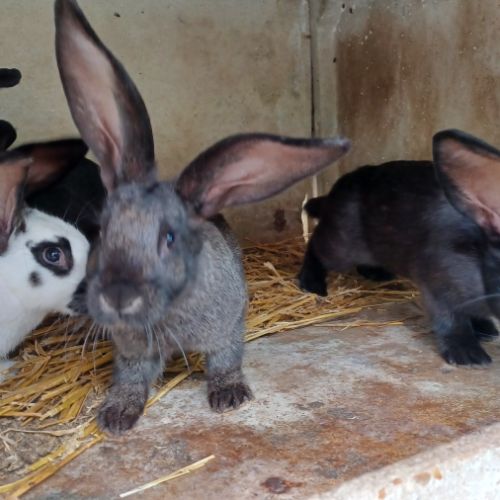 Lapins fermiers #3