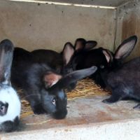 Lapins fermiers