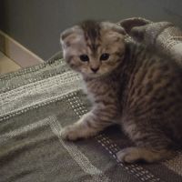 Scottish fold #1