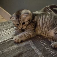 Scottish fold #2