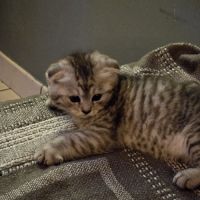 Scottish fold #3