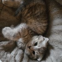 Scottish fold