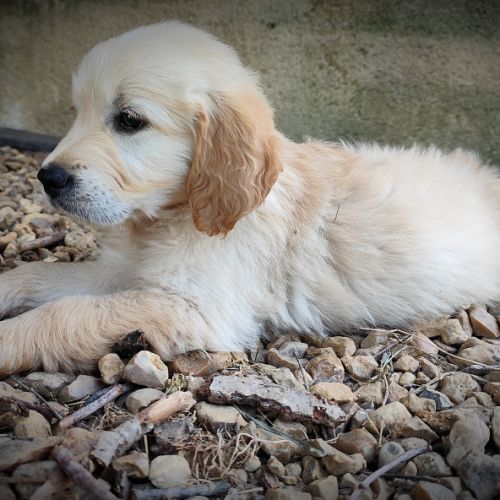 Alias, magnifique femelle golden retriever lof #1