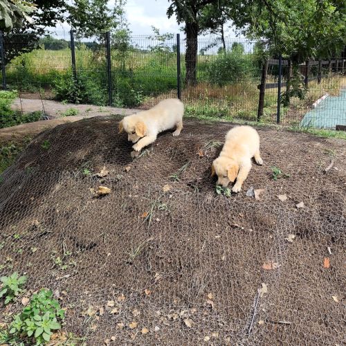 Alias, magnifique femelle golden retriever lof #3