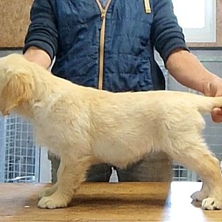 Alias, magnifique femelle golden retriever lof #5
