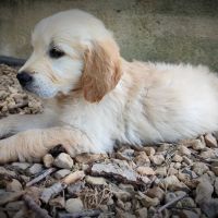 Alias, magnifique femelle golden retriever lof #1