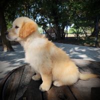 Alias, magnifique femelle golden retriever lof