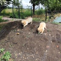 Alias, magnifique femelle golden retriever lof #3