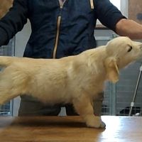 Alias, magnifique femelle golden retriever lof #4