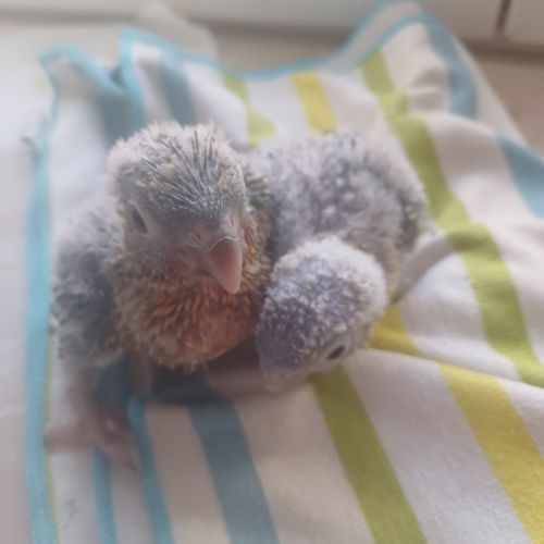 Recherche des bébés conure #0