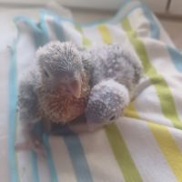Recherche des bébés conure