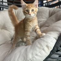 Magnifique femelle maine coon loof #1