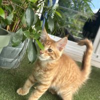 Magnifique femelle maine coon loof