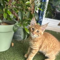 Magnifique femelle maine coon loof #3