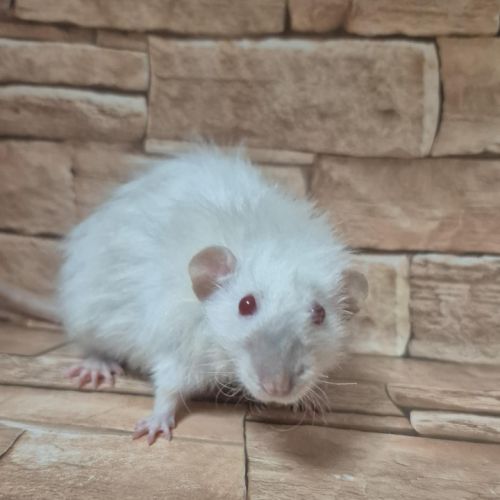 Ratons dumbo velour #1