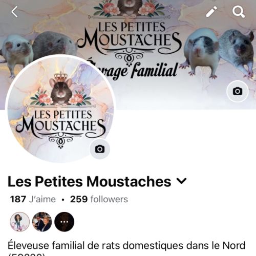 Ratons dumbo velour #3