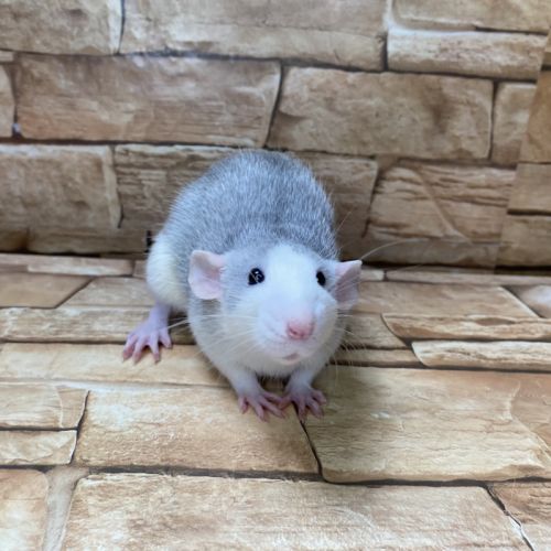 Ratons dumbo velour #4