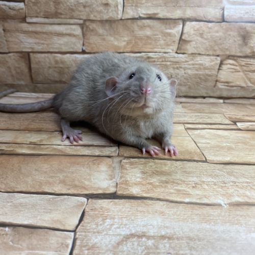 Ratons dumbo velour #6