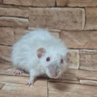 Ratons dumbo velour #1