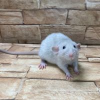 Ratons dumbo velour #2