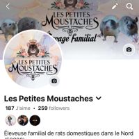 Ratons dumbo velour #3