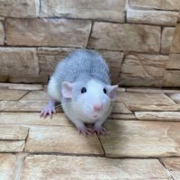 Ratons dumbo velour #4