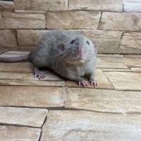 Ratons dumbo velour #6