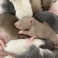 Ratons dumbo velour #7