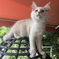 Très belle femelle maine coon loof