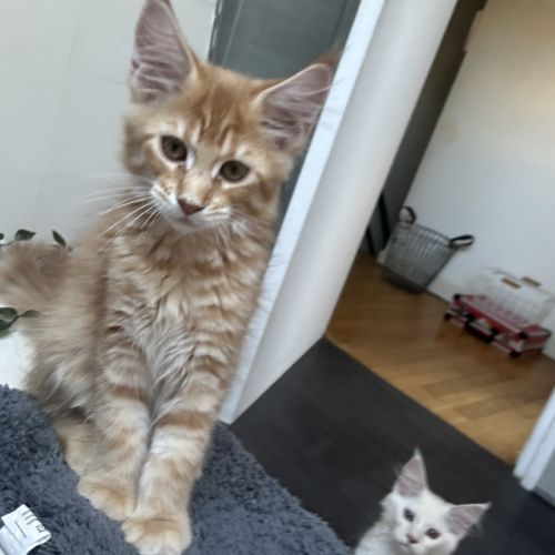 Beau mâle maine coon loof roux tabby #0