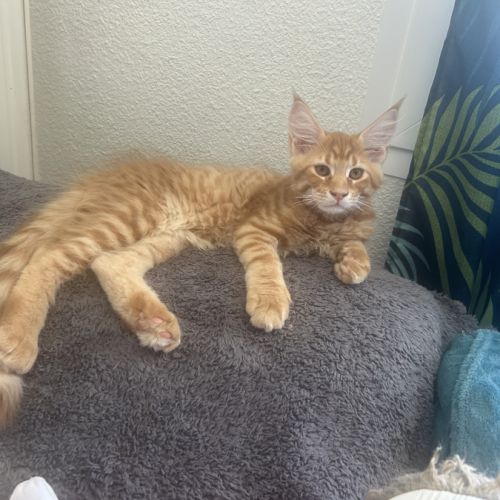 Beau mâle maine coon loof roux tabby #2