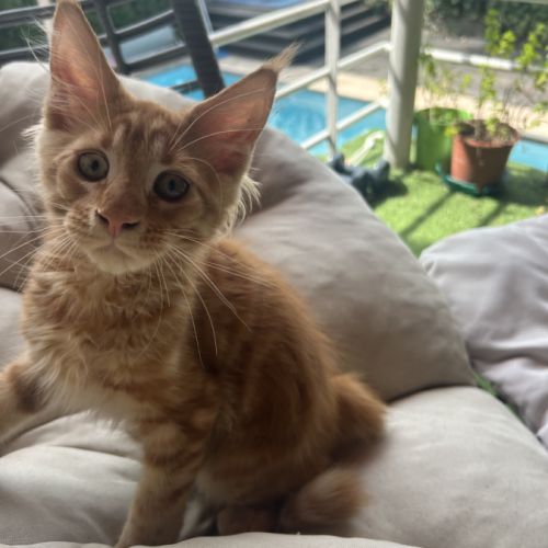 Beau mâle maine coon loof roux tabby #3