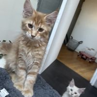 Beau mâle maine coon loof roux tabby