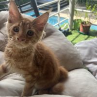 Beau mâle maine coon loof roux tabby #3