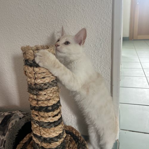 Splendide male crème maine coon loof #1