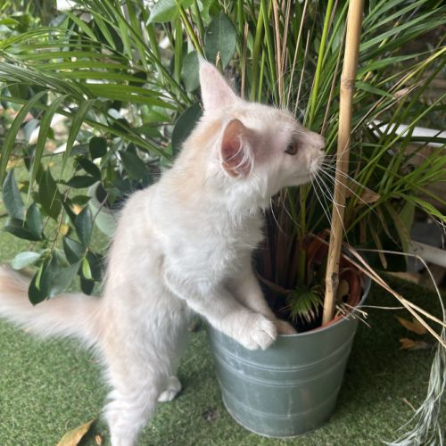 Splendide male crème maine coon loof #3